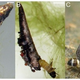 Image for article titled A Moth That Has Evolved To Breathe Underwater And In Air